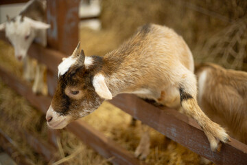 close up baby goat in the show cage display barn straw farm 