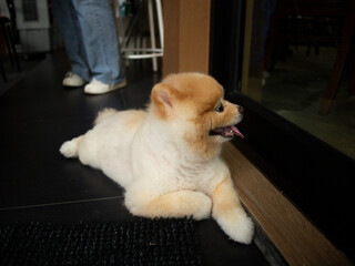 close up lovely Pomeranian dog looking up with cute face