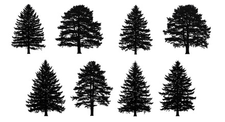 Fototapeta premium Create Stunning Designs with Transparent Evergreen Trees