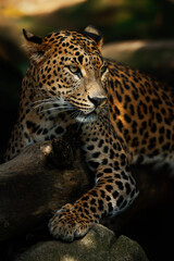 Ceylon leopard (Panthera pardus kotiya) detail portrait