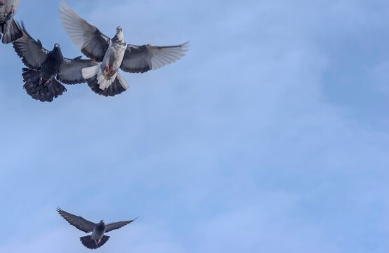 Gołębie w locie - przygotowania do lądowania. Kilka gołębi (Columba livia) w locie na tle czystego, błękitnego nieba. Jeden gołąb jest wyraźnie umieszczony na środku z  rozpostartymi skrzydłami.