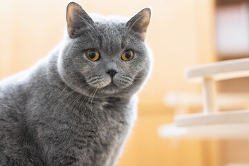British shorthair cat curiously looking ahead, the sunlight is bright