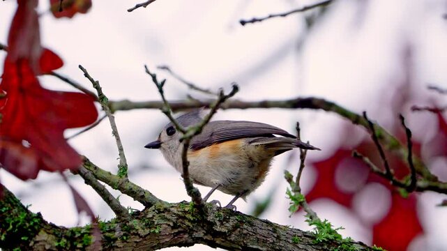 Rare Titmouse Hybrid - Beak Cleaning Behavior (Rear Close-Up)