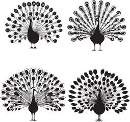 Peecoock open up his feather black silhouette 