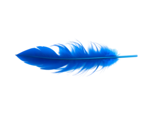 A blue bird feather on transparent background 