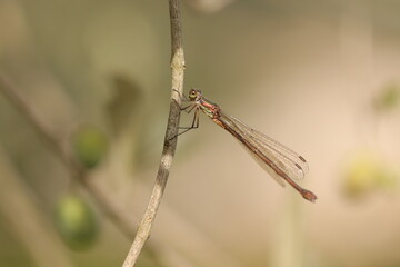 una libellula al tramonto in estate