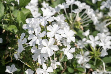 Beautiful Cape Leadwort (Plumbago auriculata) flowers.