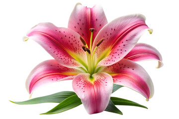 Stunning pink lily flower with speckled petals and fresh green leaves isolated on a white surface