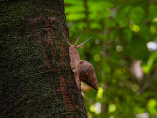 snail on a tree