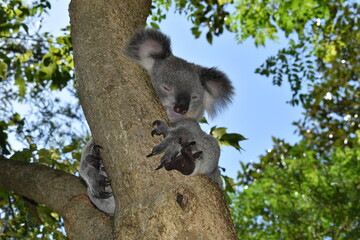 Un koala dans un arbre en Australie