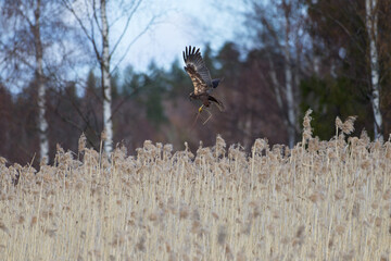 Female western marsh harrier landing to a nest behind reeds and carrying nest material at noon on an overcast spring day in Western Finland.