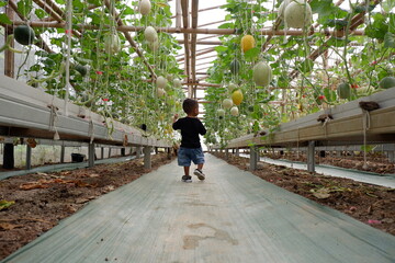 A small Asian boy plays happily in a melon plantation ready for harvest.