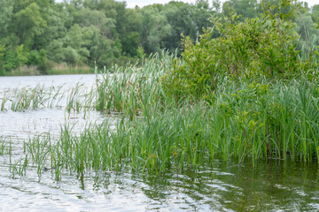 Green reeds with spring view on picturesque river on natural park. Trees and plants water edge with...