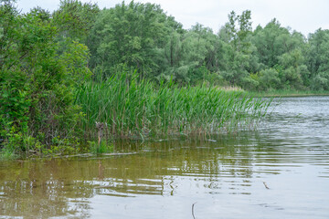 Green reeds with spring view on picturesque river on natural park. Trees and plants water edge with green rivershore. Landscape with lush foliage and dense grove near water. Atmospher in reserve.