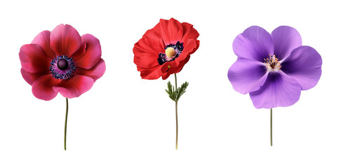 Beautiful anemone flowers in red pink and purple on black background floral botanical photography art print isolated on a transparent background.
