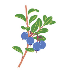Bog Bilberry Branch with Blue Berries and Leaves