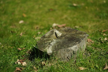 mushroom in the grass