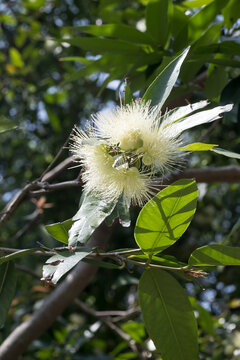 Beautiful Rose Apple (syzygium jambos) flowers.