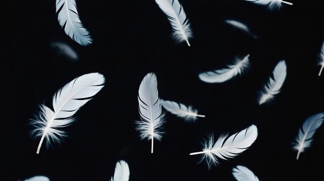 Light gray feathers falling against dark background.  Possible use  Stock photo for design, nature, elegance