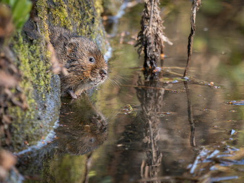Rare British Watervole In Water Looking at the camera