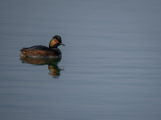 Male Black Necked Grebe swimming on a lake