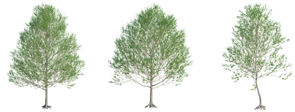 Alnus glutinosa tree cutout png transparent background isolate