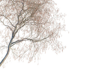 Alnus glutinosa autumn tree corner 4k png cutout png transparent