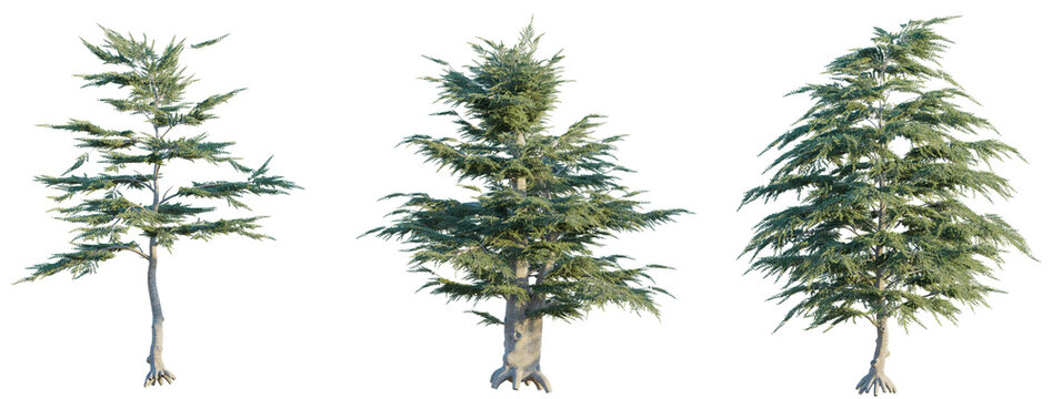 Cedrus libani tree cutout png transparent background