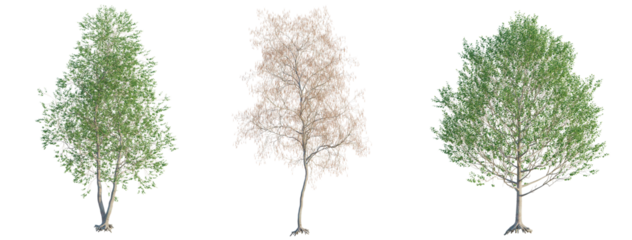 Alnus glutinosa tree cutout png transparent background