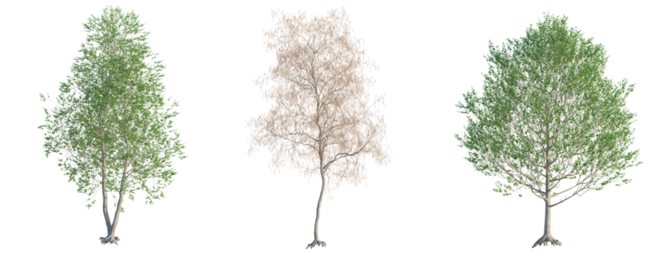 Alnus glutinosa tree cutout png transparent background
