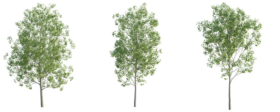 Populus tremula tree cutout png transparent background isolate
