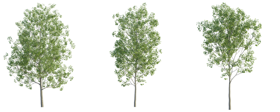 Populus tremula tree cutout png transparent background isolate