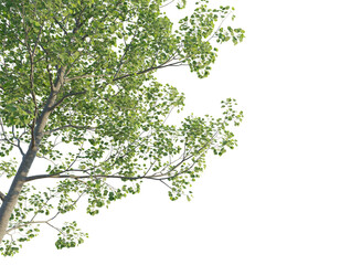 Cedrus libani tree corner 4k png cutout png transparent
