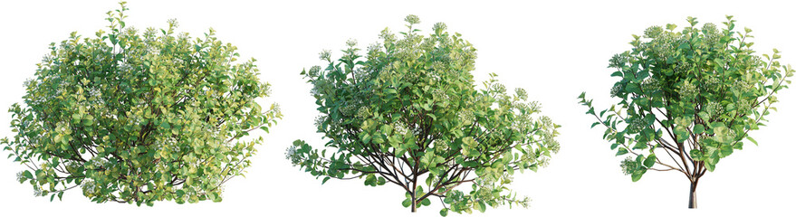Spiraea betulifolia Tor Gold tree cutout png transparent background isolate