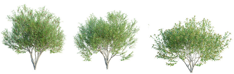 Obraz premium Pistacia lentiscus tree cutout png transparent background