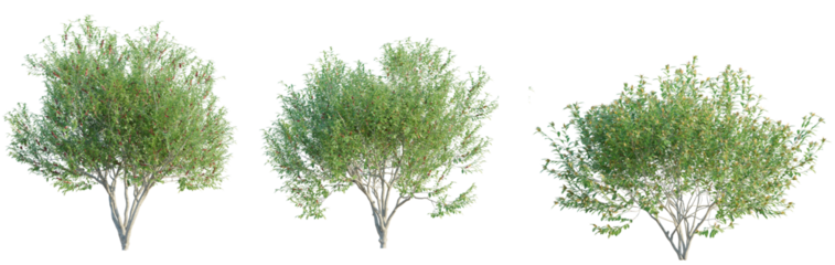 Pistacia lentiscus tree cutout png transparent background