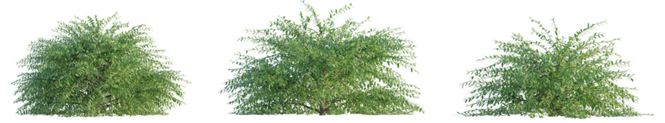 Lonicera nitida Lemon Beauty tree cutout png transparent background isolate