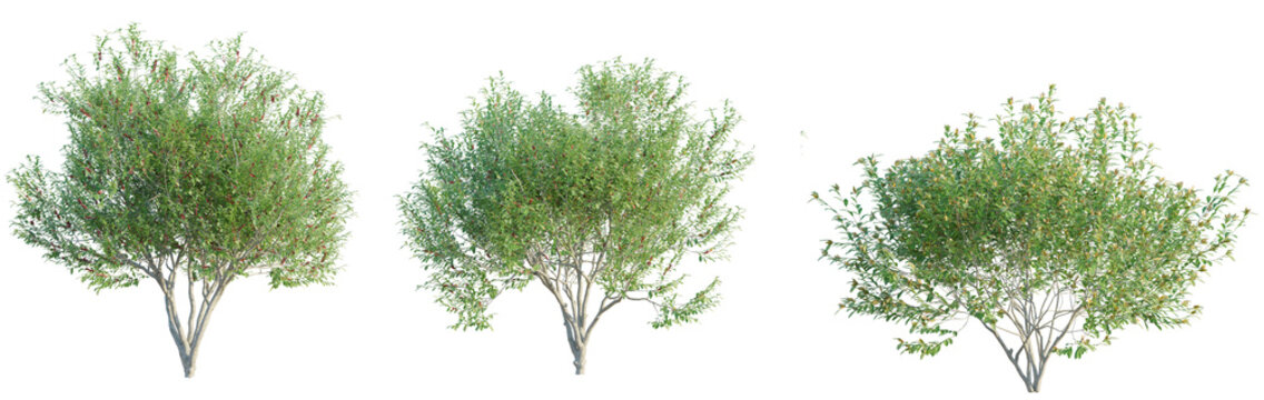 Pistacia lentiscus tree cutout png transparent background