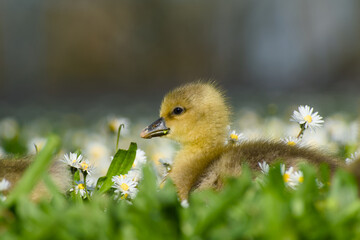 gosling of greylag goose is lying on the flowery meadow close-up