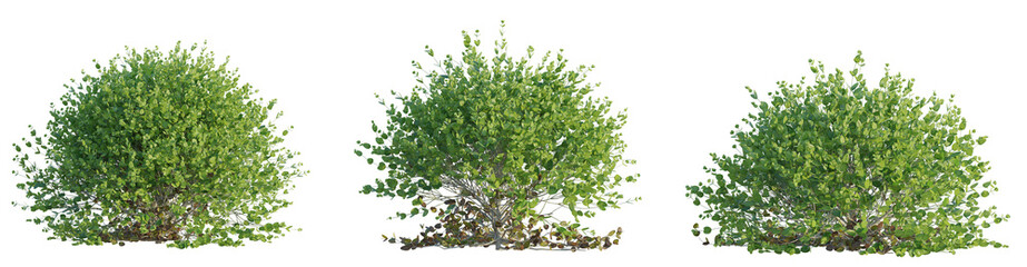 Buxus sempervirens Suffruticosa tree cutout png transparent background isolate