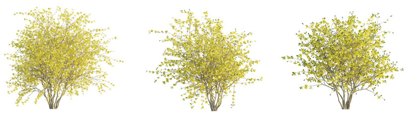 Forsythia x intermedia Golden Bells tree cutout png transparent background