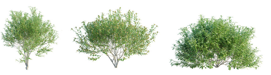 Pistacia lentiscus tree cutout png transparent background isolate