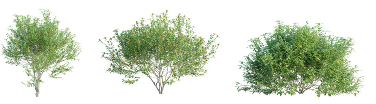 Pistacia lentiscus tree cutout png transparent background isolate