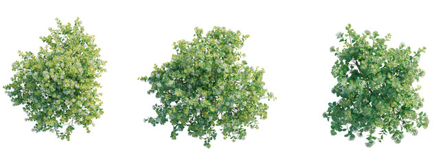 Spiraea betulifolia Tor Gold tree plan top view 4k png transparent cutout isolate background © Đỗ Hải