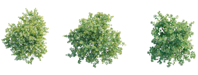 Spiraea betulifolia Tor Gold tree plan top view 4k png transparent cutout isolate background