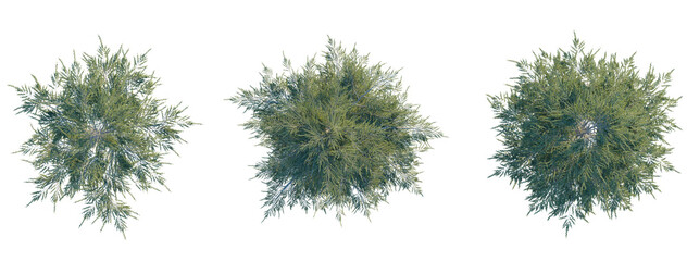 Cedrus libani tree plan top view 4k png transparent cutout