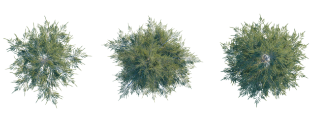 Cedrus libani tree plan top view 4k png transparent cutout
