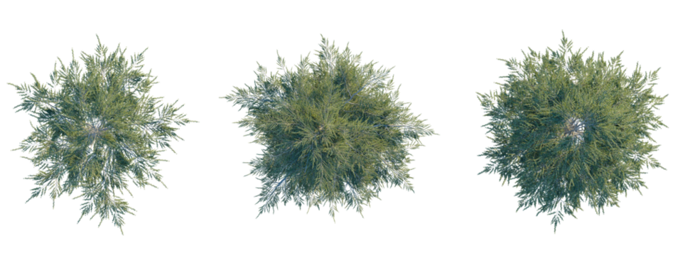 Cedrus libani tree plan top view 4k png transparent cutout