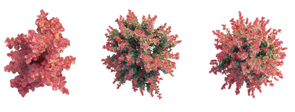 Berberis thunbergii Red Torch tree plan top view 4k png transparent cutout isolate background