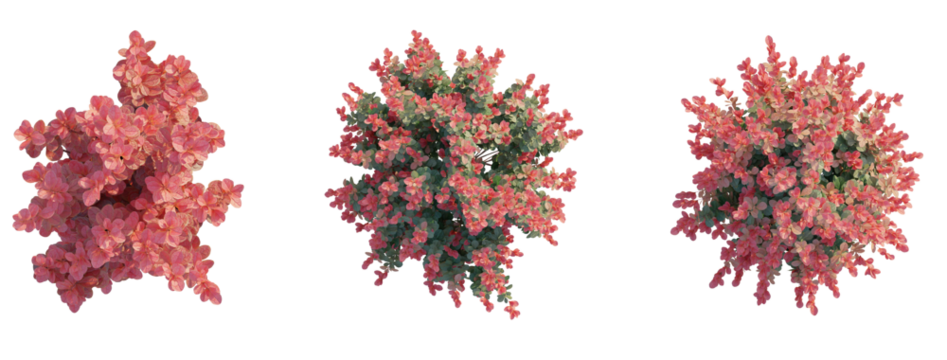 Berberis thunbergii Red Torch tree plan top view 4k png transparent cutout isolate background